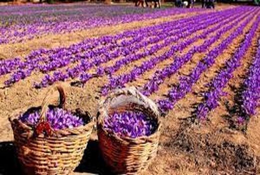 خراسان شمالی سومین استان تولید کننده زعفران در کشور است 