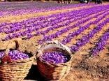 خراسان شمالی سومین استان تولید کننده زعفران در کشور است 