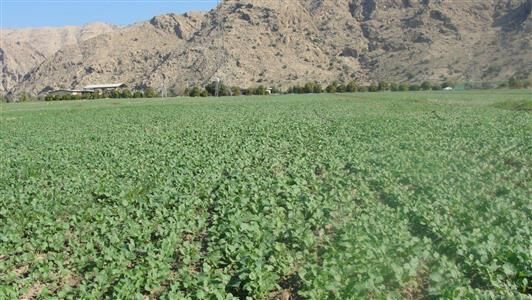 1304هکتار از اراضی شهرستان البرز به کشت کلزا اختصاص یافت