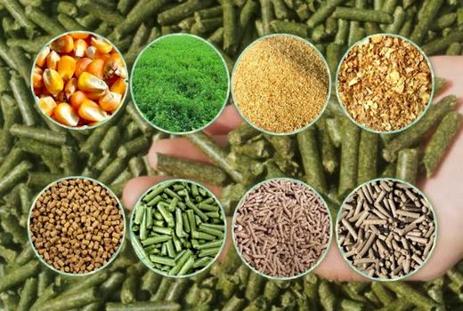 خوراک ایمن، دام سالم