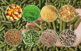 خوراک ایمن، دام سالم