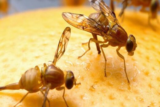 موفقیت حفظ نباتات در مبارزه با طغیان مگس مدیترانه‌ای/ باغداران محصولات آفت‌زده را دفن کنند