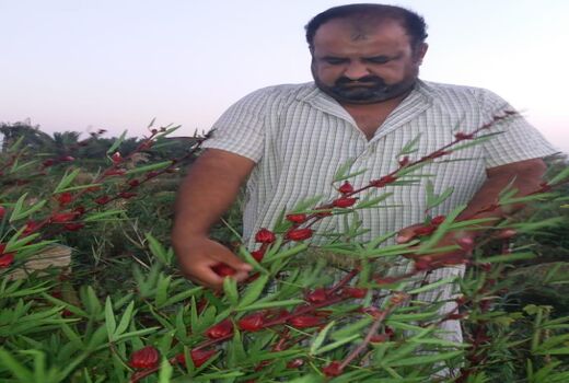 ترویج کشت چای ترش با توزیع بذر رایگان