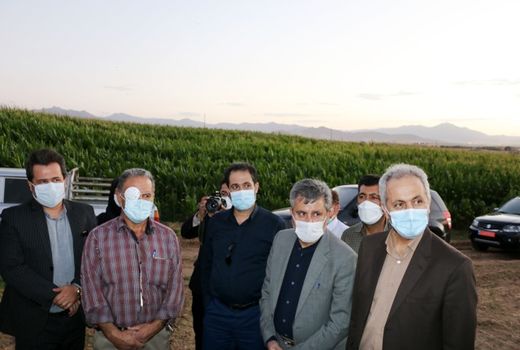 کشت قراردادی کمبود کود و نقدینگی کشاورزان را رفع می کند