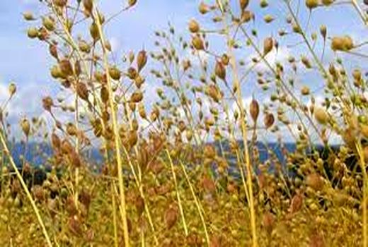 کشت یک هکتار محصول کاملینا  در کشت پائیزه استان کرمان  در سال جاری 