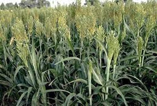 کشت سورگوم در 200 هکتار از مزارع حمیدیه