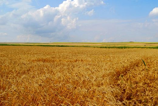 خرید تضمینی 664 هزارو 49 تن گندم در استان فارس