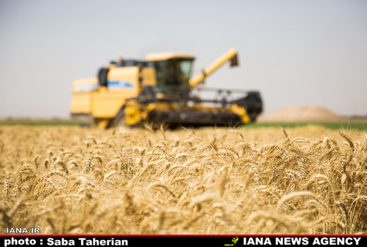 خریداری7 میلیون و 300 هزار تن گندم