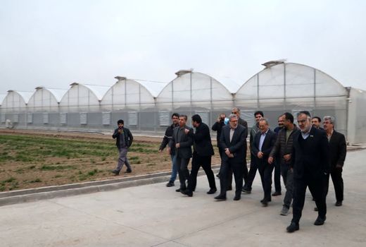 بازدید معاون وزیر جهادکشاورزی از روند تولید بذر هیبرید سبزی و صیفی در آبیک 