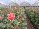 درآمد میلیاردی گلهای رز در خراسان جنوبی