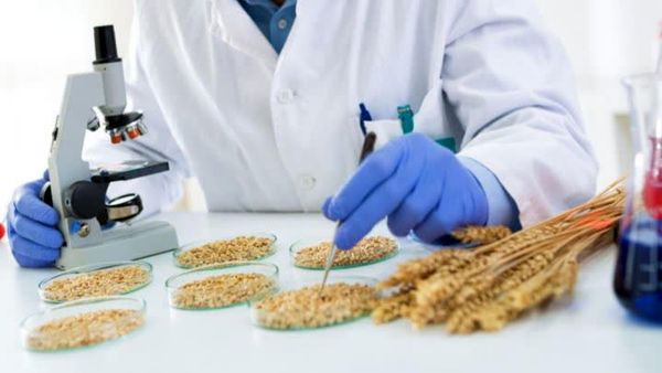 پروتئین بالا به‌تنهایی معیار کیفیت گندم نیست / گندم ۱۶ درصدی با هزار دانه ۲۵ گرمی مردود صنعت آرد