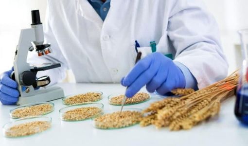پروتئین بالا به‌تنهایی معیار کیفیت گندم نیست / گندم ۱۶ درصدی با هزار دانه ۲۵ گرمی مردود صنعت آرد