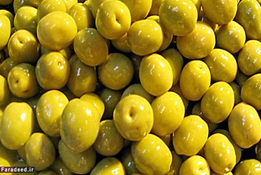  برداشت زیتون از سطح 200 هکتار باغات مانه و سملقان 
