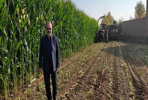 برداشت 5600 تن ذرت دانه‌ای و علوفه‌ای از مزارع شهرستان مرند