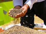 ۷۸ هزار تن دانه کلزا خریداری شد