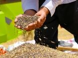 ۷۸ هزار تن دانه کلزا خریداری شد
