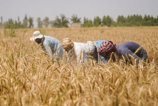 برگزاری ۶ هزار روز مزرعه با محوریت کشاورزان مرجع/ ۵۲۰۰ سازه ترویجی در کشور فعال است