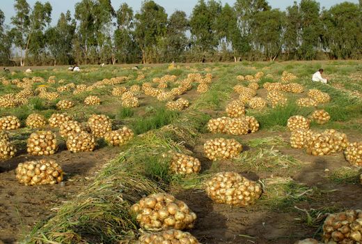 برداشت 160هزارتن پیازدرسیستان وبلوچستان 