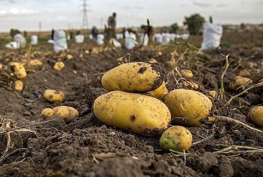 آغاز برداشت محصول سیب زمینی تولید پاییزه در استان اصفهان