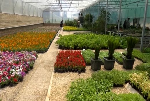 خسارت 270 هزار میلیارد ریالی کرونا به تولیدکنندگان گل و گیاهان زینتی 