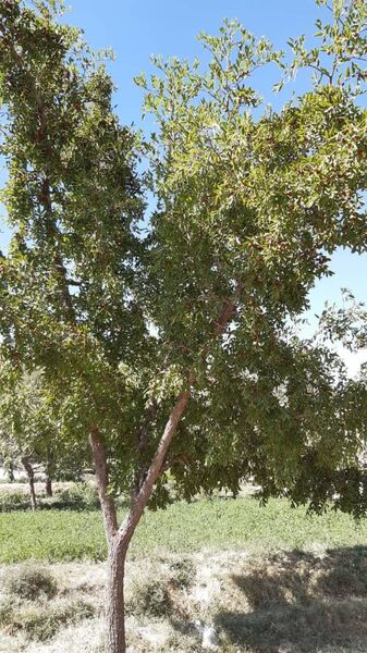 برداشت محصول عناب در شهرستان نهبندان 