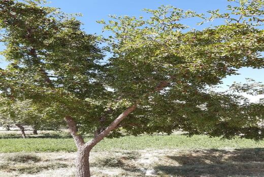 برداشت محصول عناب در شهرستان نهبندان 