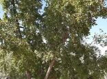 برداشت محصول عناب در شهرستان نهبندان 