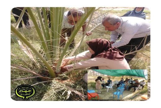 کارگاه آموزشی ترویجی کانون یادگیری به زراعی نخیلات برگزار شد