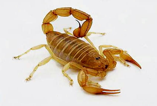 بزرگترین فارم پرورش عقرب دنیا  در لارستان