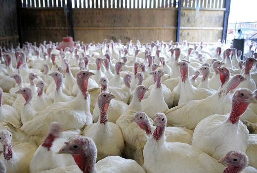 تولید بیش از ۴ هزار تن گوشت بوقلمون در قزوین / رشد ۲.۵ درصدی تولید در سال ۱۴۰۴