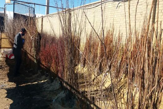 توزیع نهال مثمر در شهرستان فارسان آغاز شد