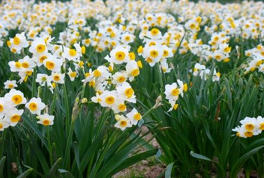 تولید 670 هزار شاخه گل نرگس در نکا/ درآمد 1.4 میلیاردی