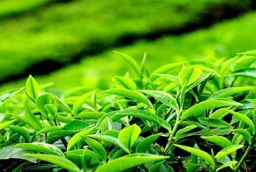 قدردانی تشکل‌های چایکاران از عوامل موثر در سال زراعی ۱۴۰۱