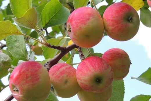 تولید سیب پاییزه استان اصفهان افزایش یافت