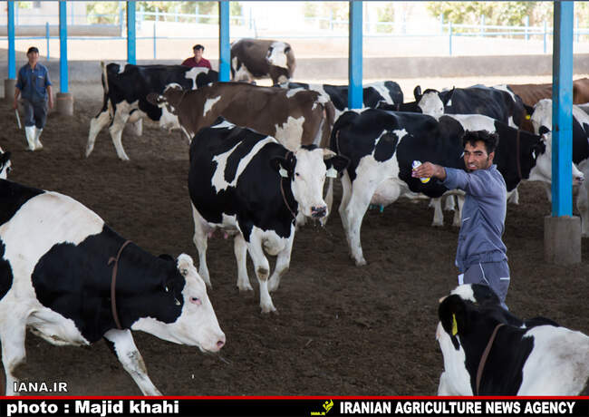 دامپروی