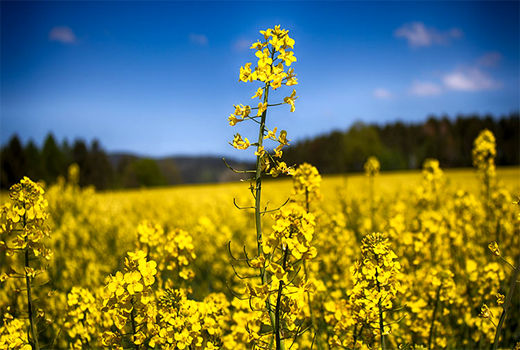 پایان کشت کلزا در خرمشهر