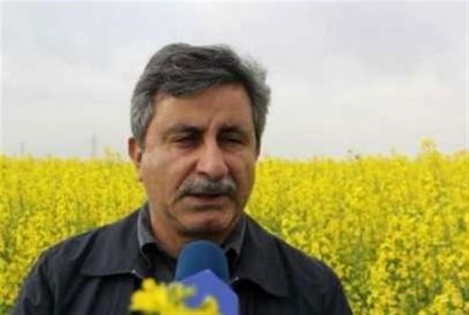 پیش یبنی رشد 7 برابری تولید کلزا در کشور