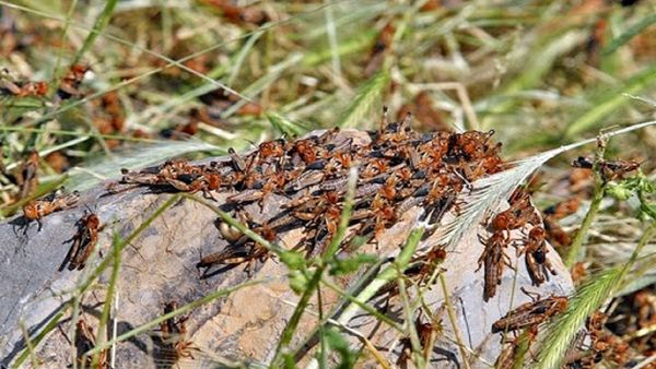 سطح مبارزه با ملخ در بوشهر از ۱۲ هزار هکتار فراتر رفت 