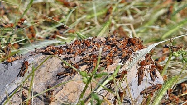 سطح مبارزه با ملخ در بوشهر از ۱۲ هزار هکتار فراتر رفت 