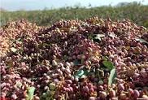  رتبه سیزدهم خراسان شمالی در  تولید پسته