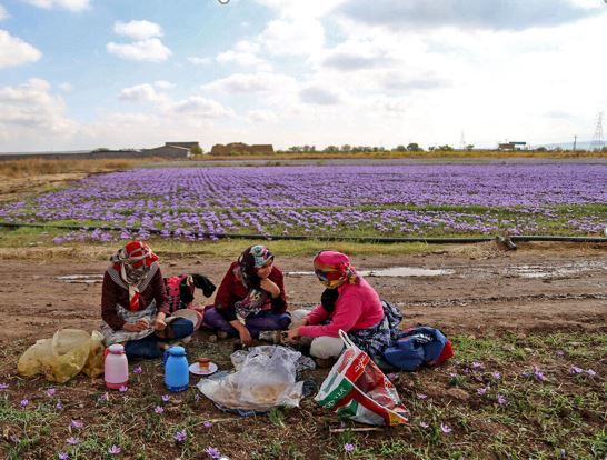 ضریب پوشش بیمه روستایی شیروان بیشتر از میانگین استانی است