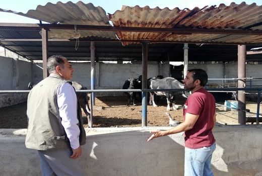 فعالیت نخستین واحد پرورش گاومیش در سروستان 