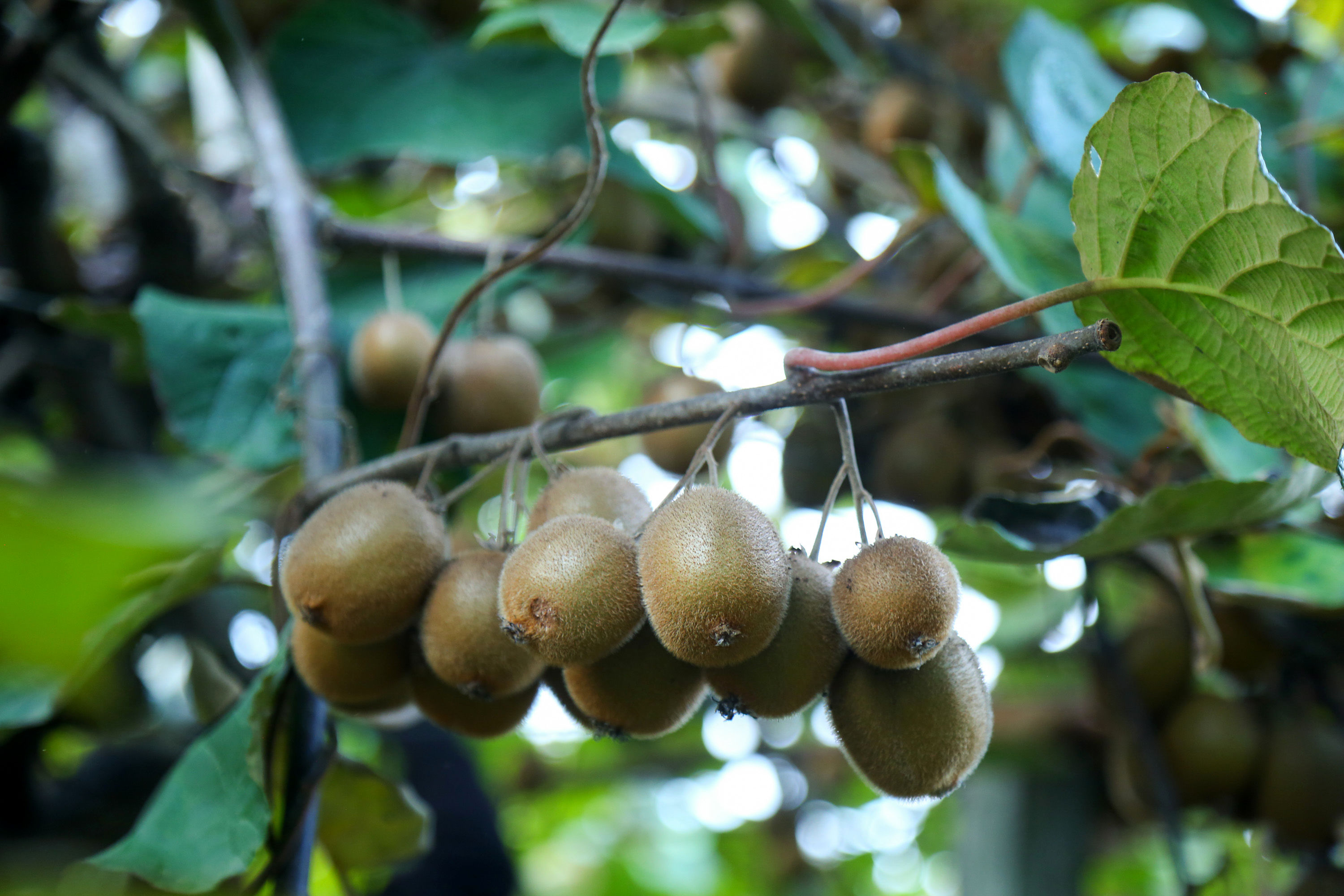  میوه ای شگفت انگیز به نام کیوی 