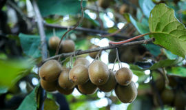 رج‌های سبز باغ؛ روایت برداشت کیوی