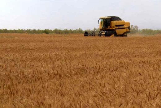 آغاز برداشت گندم از مزارع شهرستان اردستان