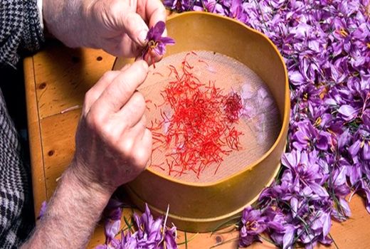 پیش‌بینی تولید بیش از 250 کیلوگرم زعفران در کردستان