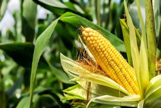 افزایش بهره‌وری ذرت در دستور کار قرار گیرد/  افزایش ۱۰۰ هزار تن تولید علوفه با مدیریت سیلاژ