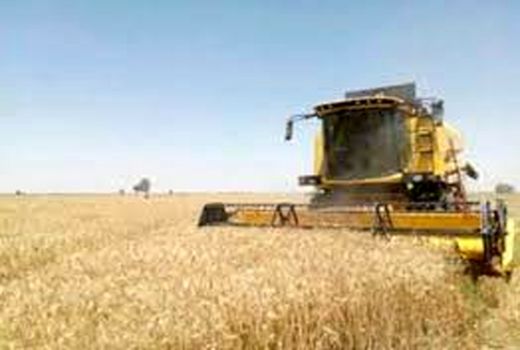 کسب رتبه نخست کشوری حمیدیه در خرید گندم