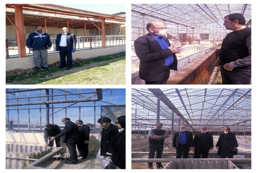 واحدهای تولیدی غیرفعال بخش کشاورزی پردیس به چرخه تولید بازمی گردند