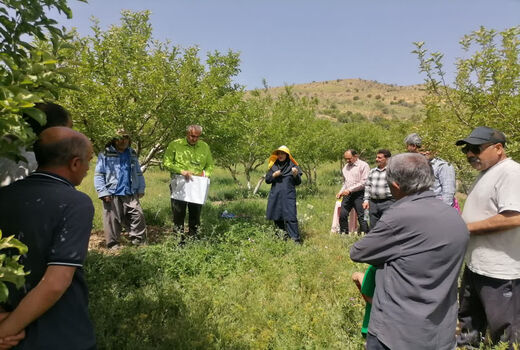 تبیین راهکارهای مبارزه با سفیدک سطحی و کرم سیب توسط محققان فارس